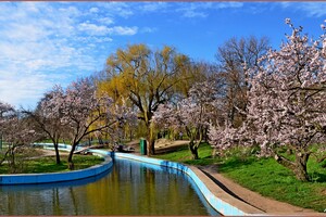 У парку Перемоги в Одесі квітнуть дерева (фото) фото 5