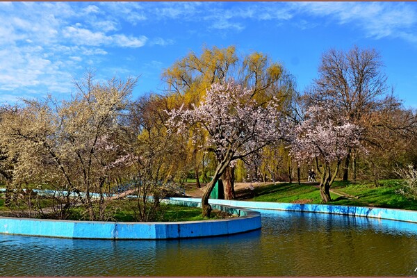 У парку Перемоги в Одесі квітнуть дерева (фото) фото 6