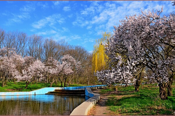 У парку Перемоги в Одесі квітнуть дерева (фото) фото 9