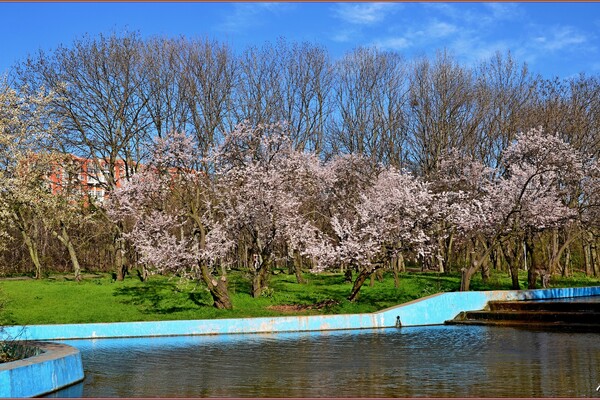 В парке Победы в Одессе цветут деревья (фото) фото 10