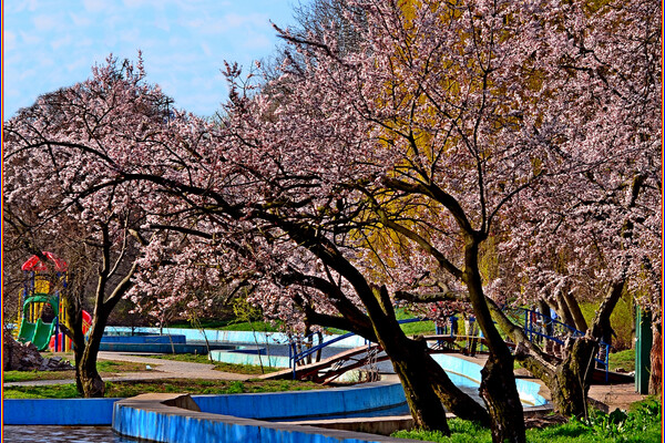У парку Перемоги в Одесі квітнуть дерева (фото) фото 12