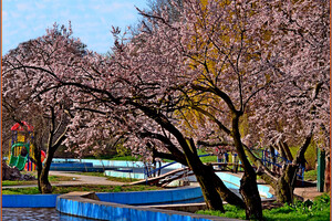 В парке Победы в Одессе цветут деревья (фото) фото 12