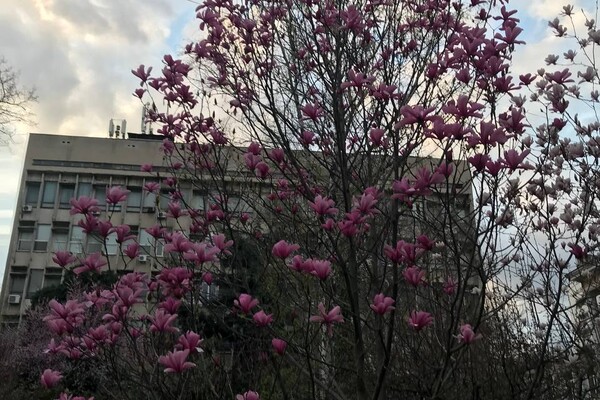 В Одессе уже цветет магнолия: где полюбоваться фото