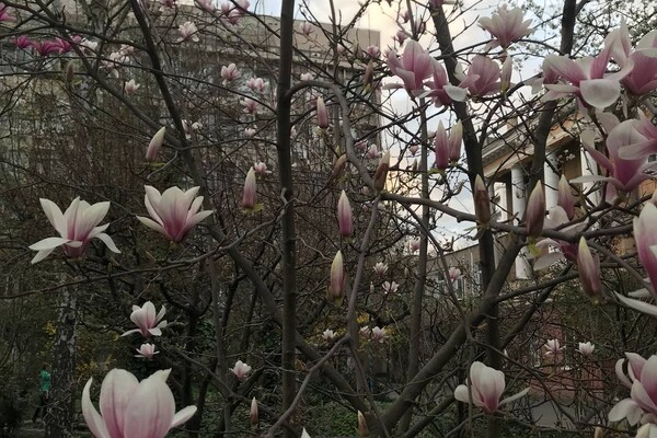 В Одессе уже цветет магнолия: где полюбоваться фото 1