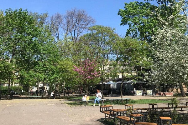 В Одесі цвіте Юдине дерево: де помилуватися фото 16