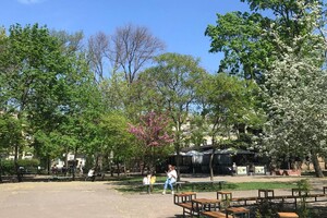 В Одессе цветет Иудино дерево: где полюбоваться фото 16
