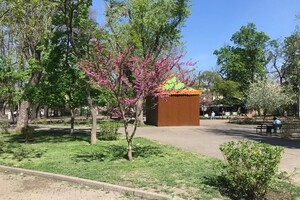 В Одессе цветет Иудино дерево: где полюбоваться фото 18