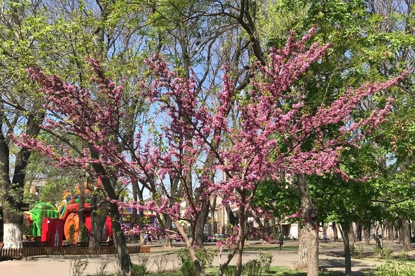 В Одесі цвіте Юдине дерево: де помилуватися фото 19