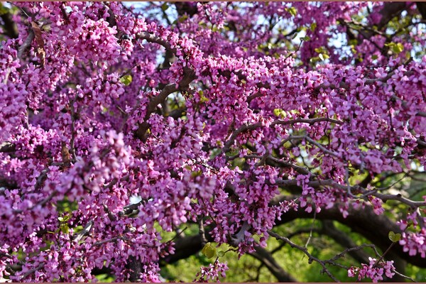 В Одессе цветет Иудино дерево: где полюбоваться фото