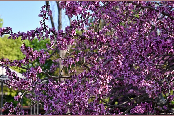 В Одесі цвіте Юдине дерево: де помилуватися фото 1