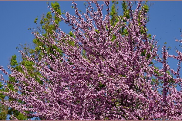 В Одесі цвіте Юдине дерево: де помилуватися фото 2