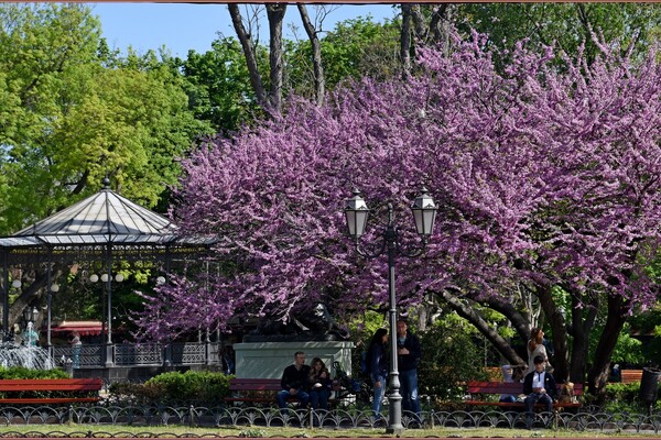 В Одесі цвіте Юдине дерево: де помилуватися фото 3