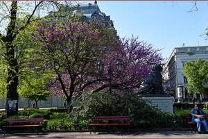 В Одессе цветет Иудино дерево: где полюбоваться фото 4