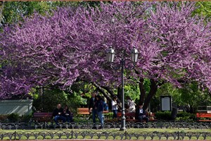 В Одесі цвіте Юдине дерево: де помилуватися фото 5