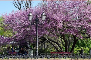 В Одесі цвіте Юдине дерево: де помилуватися фото 6
