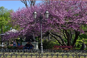 В Одессе цветет Иудино дерево: где полюбоваться фото 7