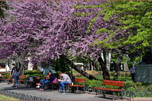 В Одесі цвіте Юдине дерево: де помилуватися фото 8