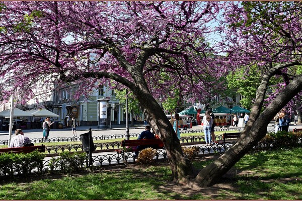 В Одесі цвіте Юдине дерево: де помилуватися фото 9