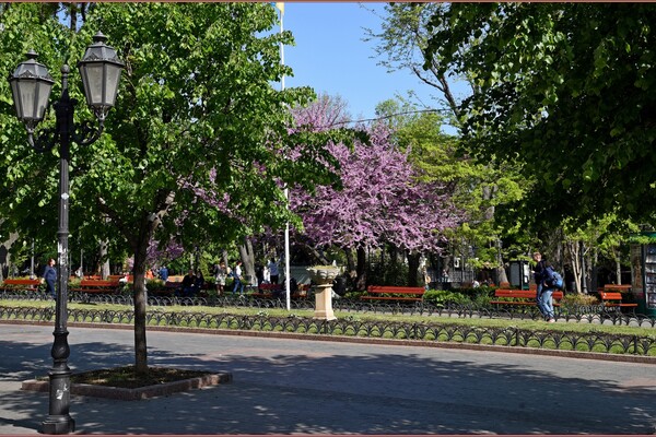 В Одесі цвіте Юдине дерево: де помилуватися фото 10