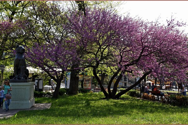 В Одесі цвіте Юдине дерево: де помилуватися фото 11
