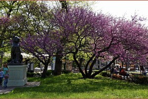 В Одесі цвіте Юдине дерево: де помилуватися фото 11
