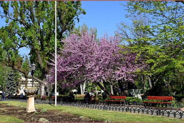 В Одесі цвіте Юдине дерево: де помилуватися фото 12