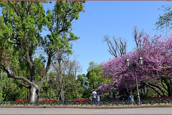В Одессе цветет Иудино дерево: где полюбоваться фото 13