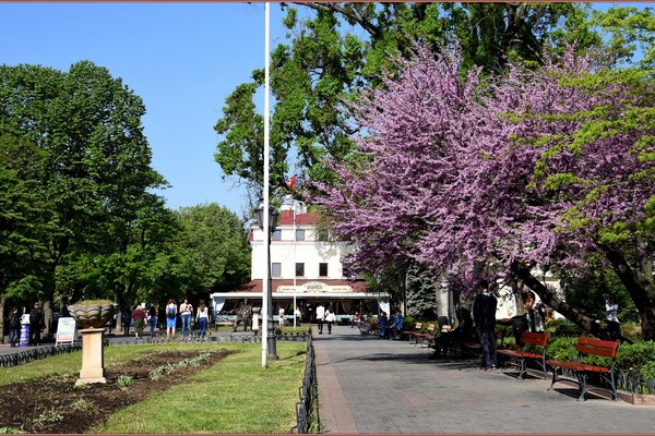 В Одессе цветет Иудино дерево: где полюбоваться фото 14