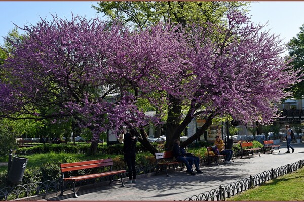 В Одессе цветет Иудино дерево: где полюбоваться фото 15