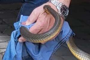 В Одесі полоз покусав директора зоопарку: куди звертатись, якщо помітили змію фото 1
