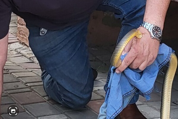 В Одесі полоз покусав директора зоопарку: куди звертатись, якщо помітили змію фото 3