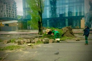 Упали деревья и ветки, перекрывали движение транспорта на одной улице: последствия непогоды в Одессе (обновлено) фото