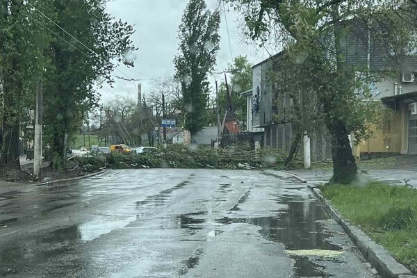 Упали деревья и ветки, перекрывали движение транспорта на одной улице: последствия непогоды в Одессе (обновлено) фото 4