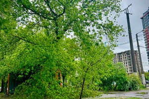 Упали деревья и ветки, перекрывали движение транспорта на одной улице: последствия непогоды в Одессе (обновлено) фото 6