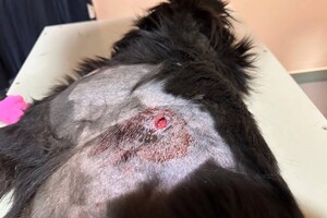 Достают пять осколков: во время атаки на Одесскую область пострадала собака фото 1