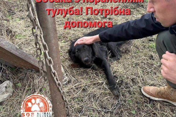 Достают пять осколков: во время атаки на Одесскую область пострадала собака фото 2