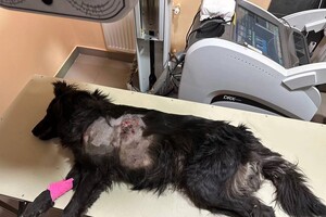 Достают пять осколков: во время атаки на Одесскую область пострадала собака фото 3