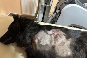 Дістають п'ять уламків: під час атаки на Одеську область постраждав собака фото 4