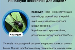 Какие пауки опасны для людей в Одесской области фото 2