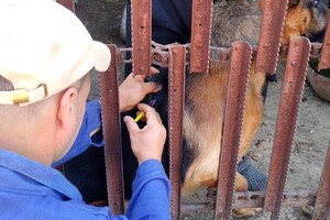 На Одещині безкоштовно вакцинують тварин від сказу: куди звертатися фото 5