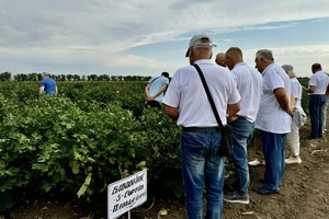 Отримай відповідь: чи вирощуватимуть бавовну для пороху в Одеській області і що показав експеримент фото 4