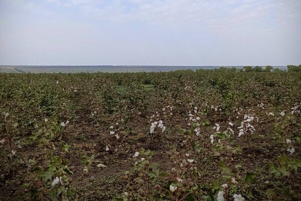 Експеримент: одеські аграрії таки виростили свій порох фото