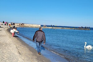 На Ланжероне поселился лебедь: горожан просят об одолжении фото 3