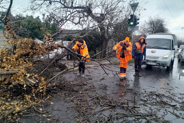 За останні два дні в Одесі впали майже два десятки дерев і великих гілок фото