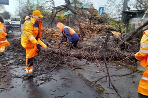 За останні два дні в Одесі впали майже два десятки дерев і великих гілок фото 3