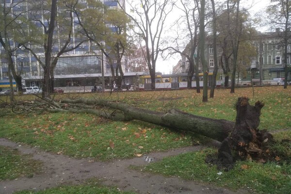 За останні два дні в Одесі впали майже два десятки дерев і великих гілок фото 7