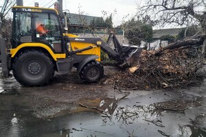 За останні два дні в Одесі впали майже два десятки дерев і великих гілок фото 8