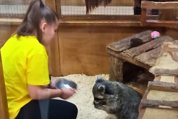 Утримання єнота в контактному зоопарку в Одесі: що кажуть екоінспектори фото