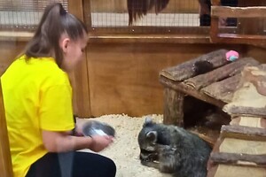 Утримання єнота в контактному зоопарку в Одесі: що кажуть екоінспектори фото