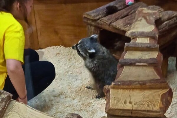 Утримання єнота в контактному зоопарку в Одесі: що кажуть екоінспектори фото 1